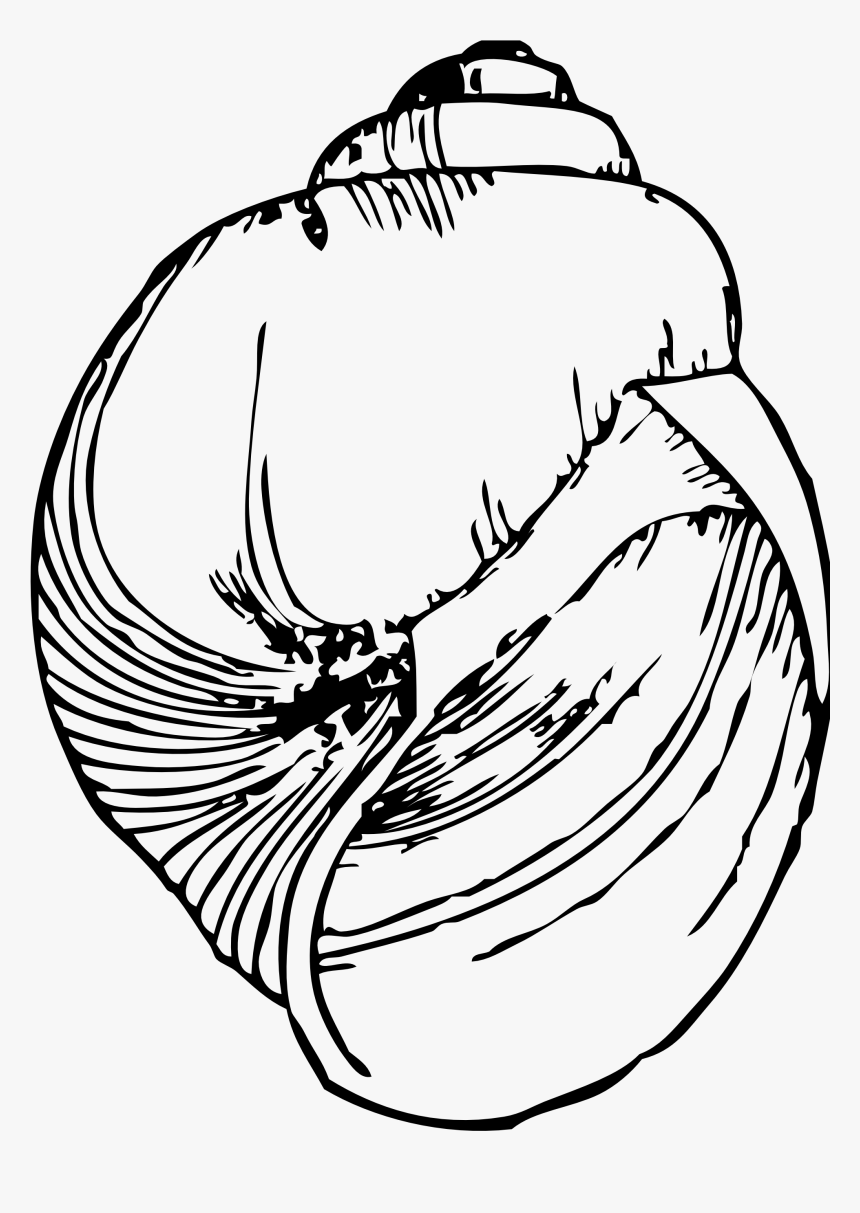 Line Drawing Of A Shell, HD Png Download