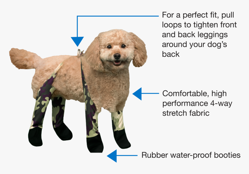 Walkee Paws - Toy Poodle, HD Png Download