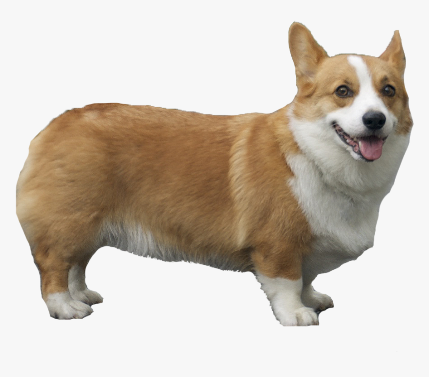 Pembroke Welsh Corgi - Corgi Png, Transparent Png