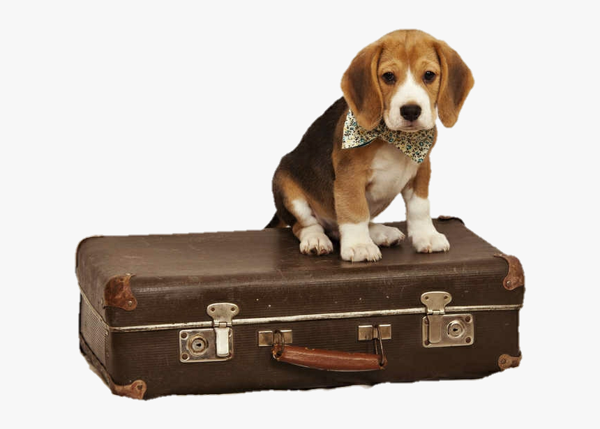 Transparent Rolling Suitcase Clipart - Beagle Suitcase, HD Png Download