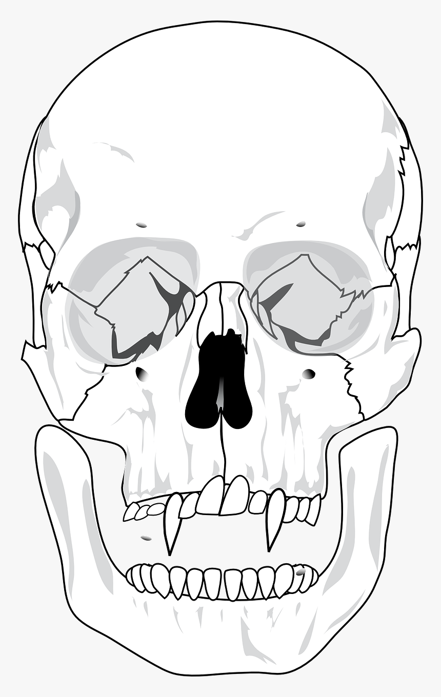 Blank Human Skull Anatomy, HD Png Download