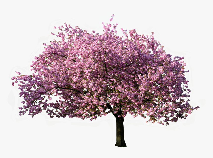Árbol Floreciendo En Primavera - Transparent Background Blossom Tree Png, Png Download