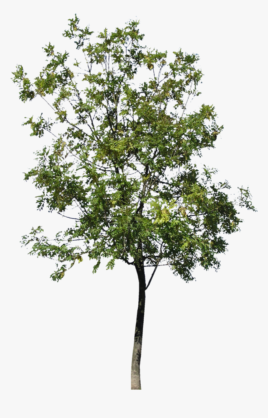 Gambel Oak, HD Png Download