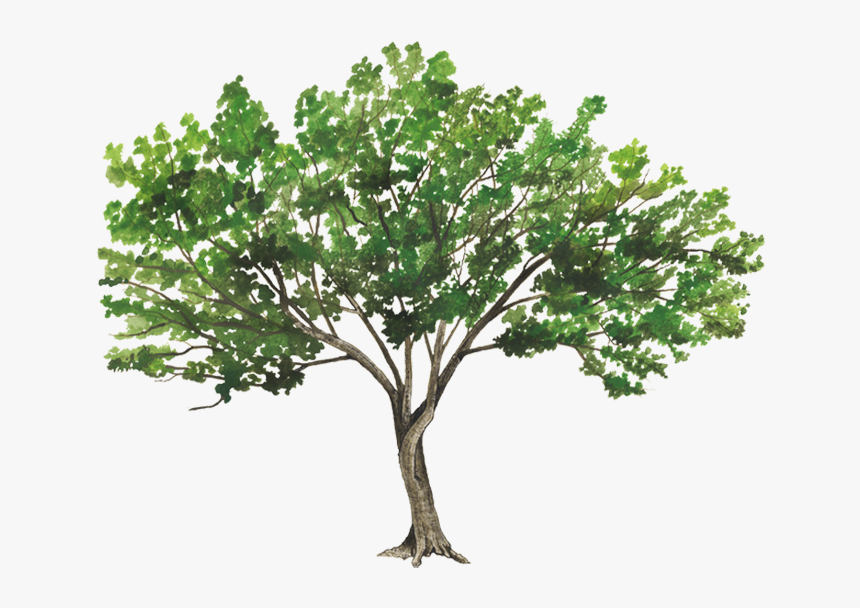 Trees Rendering, HD Png Download