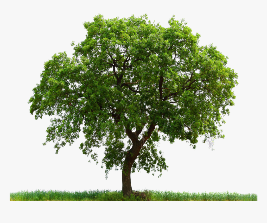 Arbol Png, Transparent Png