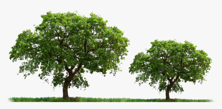 Yang Wood - Imagen De Arboles En Png, Transparent Png