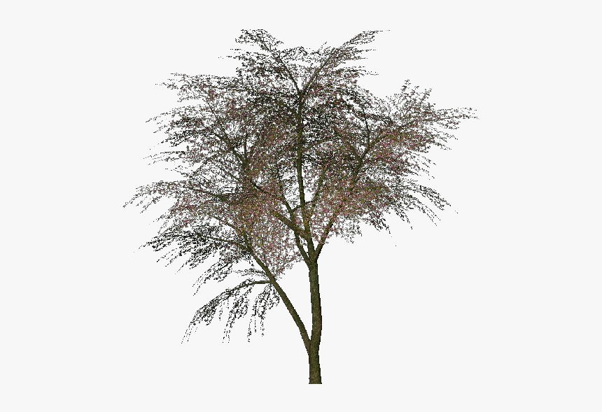 Árbol Del Amor - Cercis Siliquastrum Png, Transparent Png
