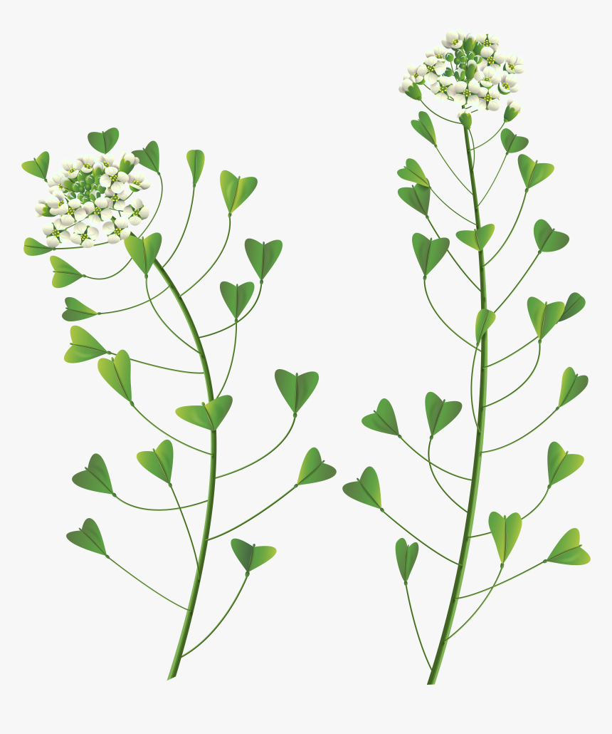 Wildflower Png Page, Transparent Png