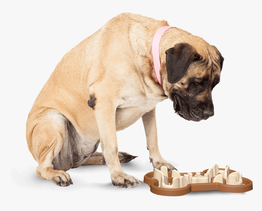 Slow Feeding Dog Bowl To Slow Eating - Dog Looking Down At Cat, HD Png Download