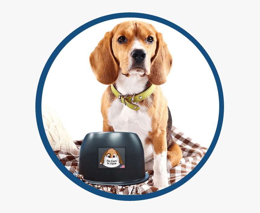 A Beagle With The No Ears In Here Bowl - Dog, HD Png Download