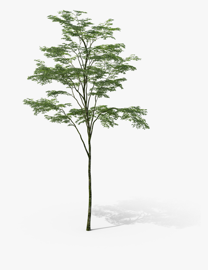 Arbol Sin Fondo Photoshop, HD Png Download