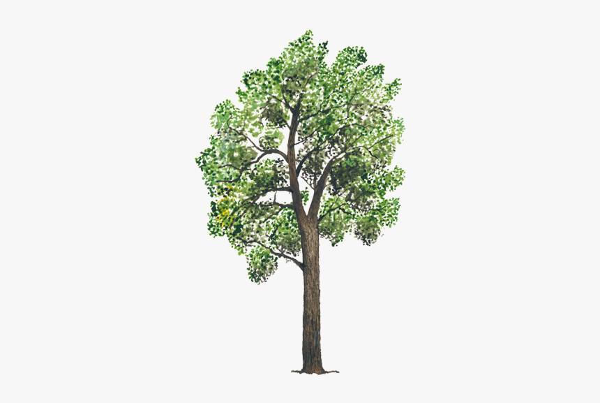 Alamo Arbol Png, Transparent Png