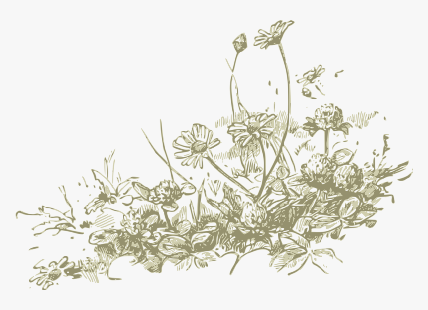 Plant,flora,monochrome Photography - Wildflowers Drawing Png, Transparent Png