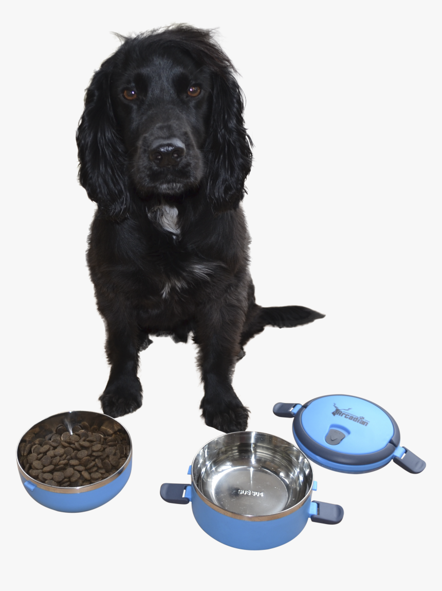 Cocker Spaniel, HD Png Download