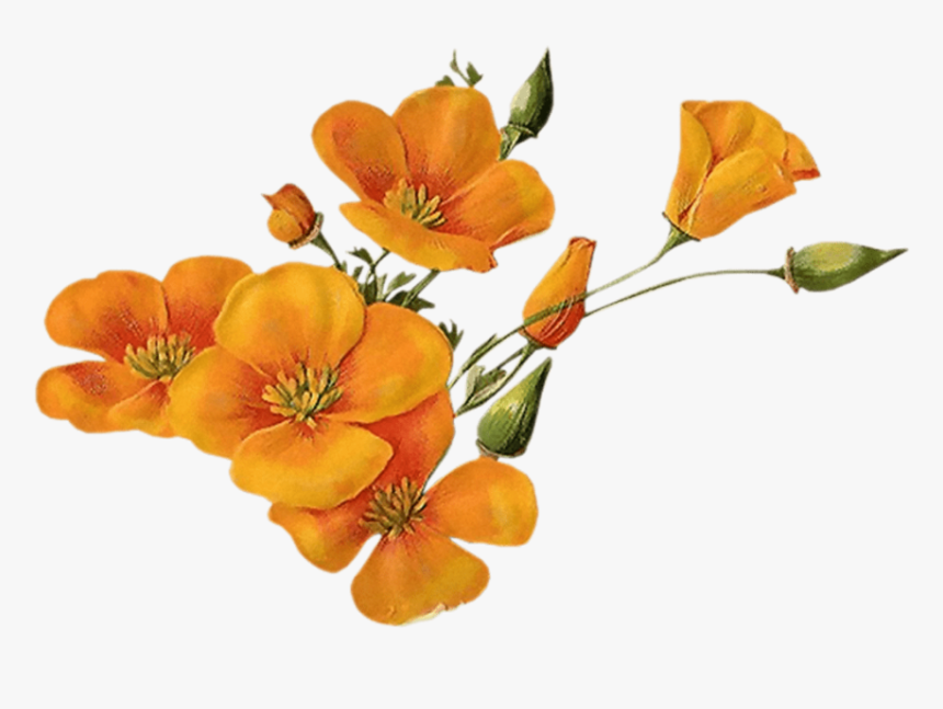 Orange Flower Png - Transparent Background Orange Flowers Png, Png Download