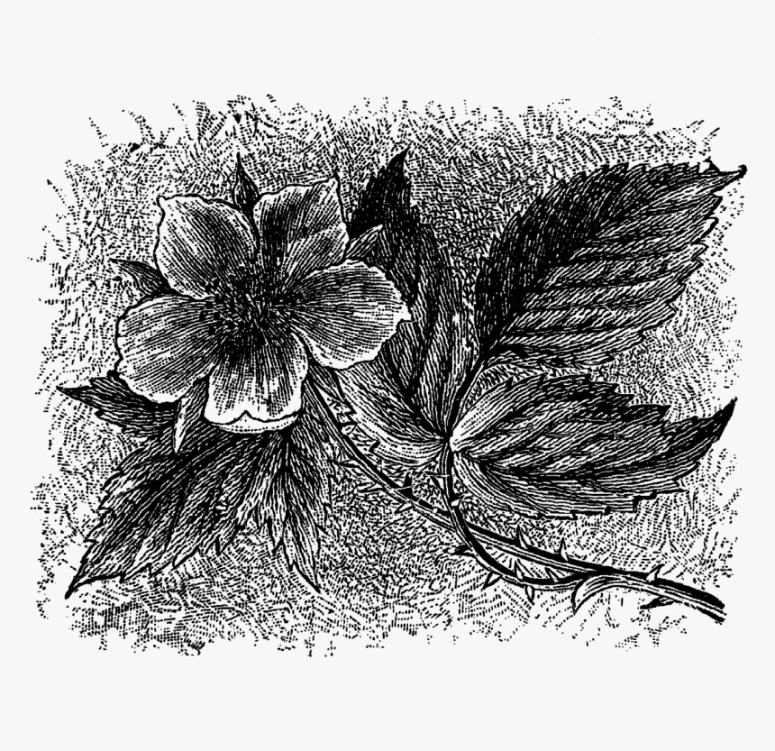 Wildflower Download Botanical Art Image - Begonia, HD Png Download