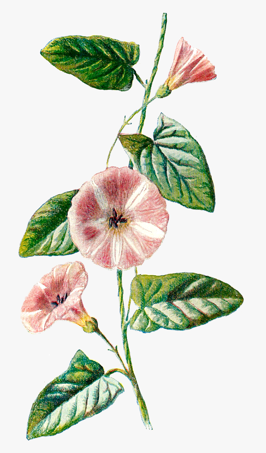 Field Bindweed, HD Png Download