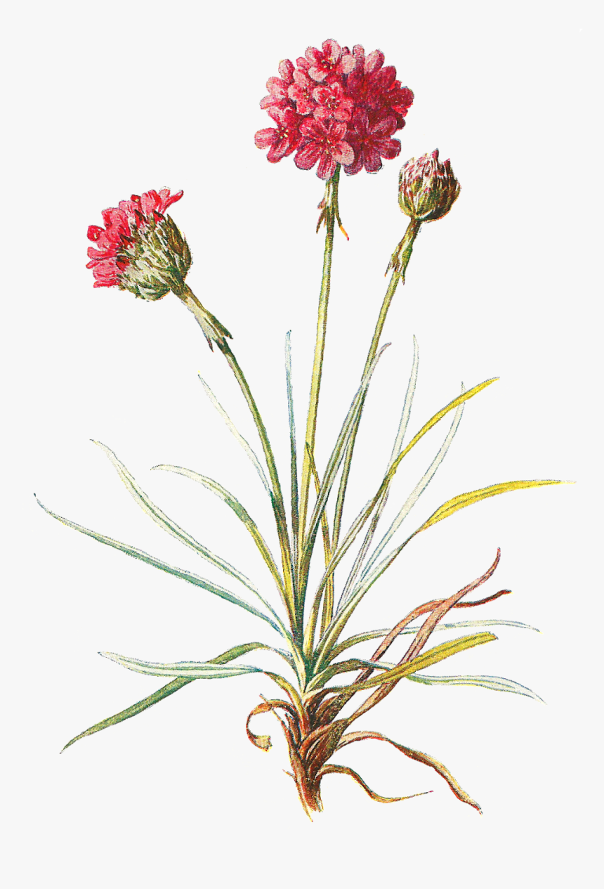 Clip Freeuse Antique Images Wildflower Stock Image - Png Vintage Botanical Flower, Transparent Png