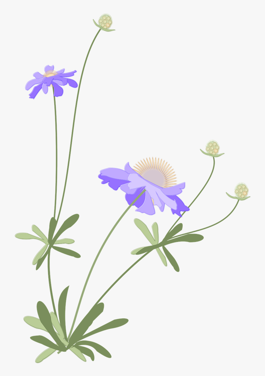 Japanese Flower Png - Scabiosa Png, Transparent Png