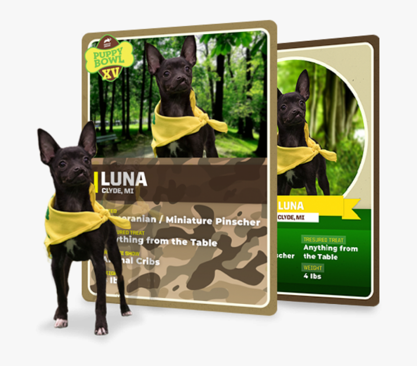 Whether You Re A Pet Parent Or You Have An Animal In - Puppy Bowl Trading Cards, HD Png Download