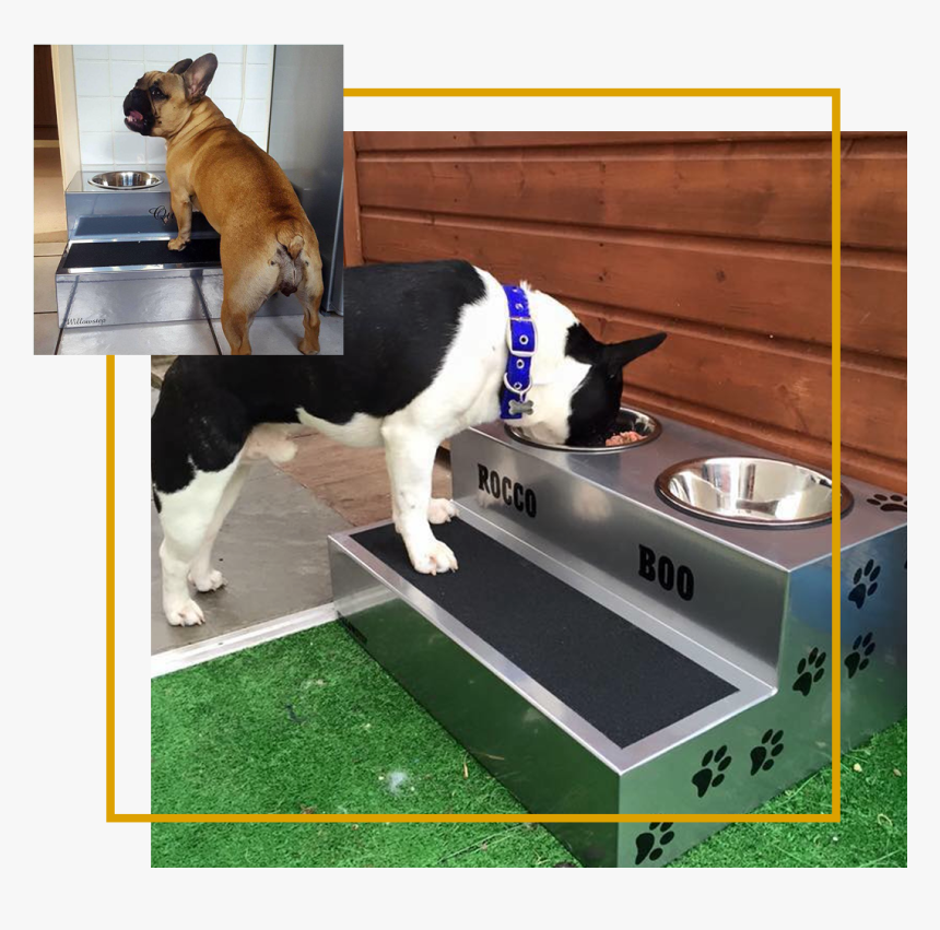 Elevated Dog Bowls French Bulldog Elevated Feeding, HD Png Download