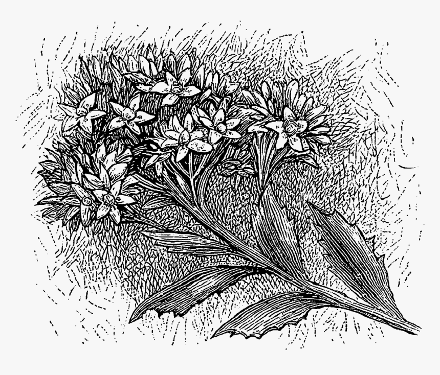 The Second Digital Floral Transfer Is Of The Wildflower, - Sketch, HD Png Download