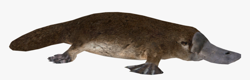 Platypus Png, Transparent Png