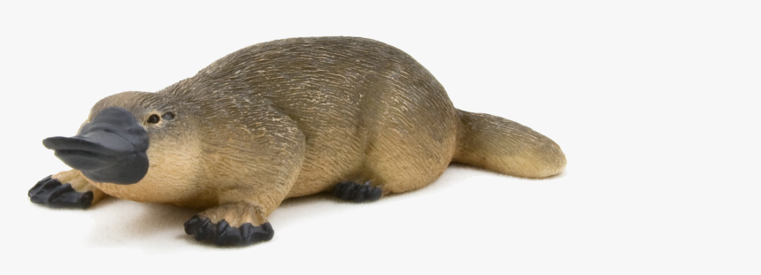 Clip Art The Pinterest Duck Billed - Duck Billed Platypus, HD Png Download