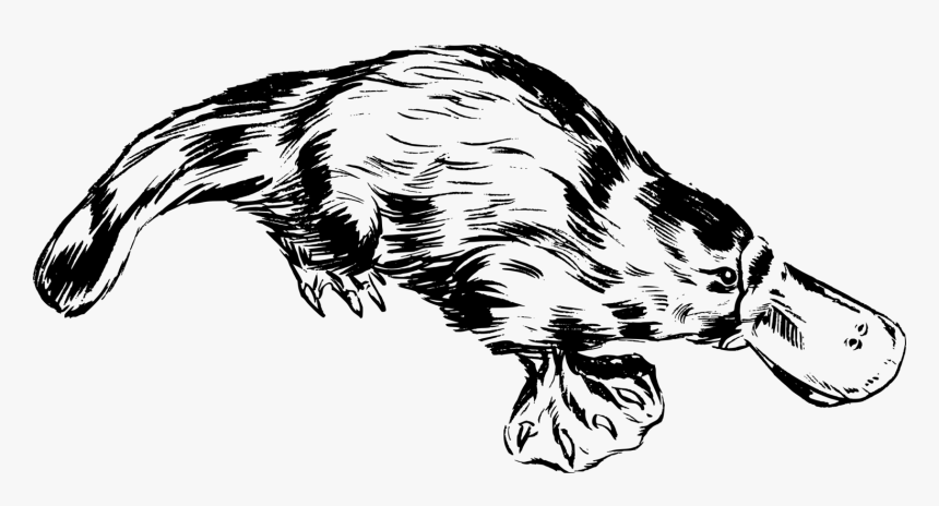 Platypus, Animal, Aussie, Australian, Biology, Mammal, HD Png Download