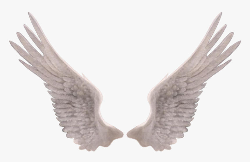 Feather Ailes D Ange Realiste Hd Png Download Transparent Png Image Pngitem Feather Ailes D Ange Realiste Hd Png Download Transparent Png Image Pngitem