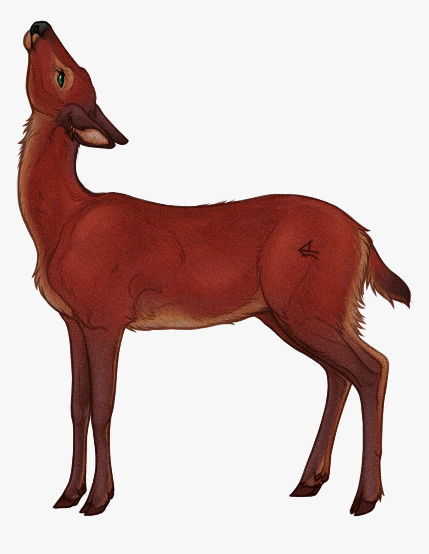 Deer, HD Png Download