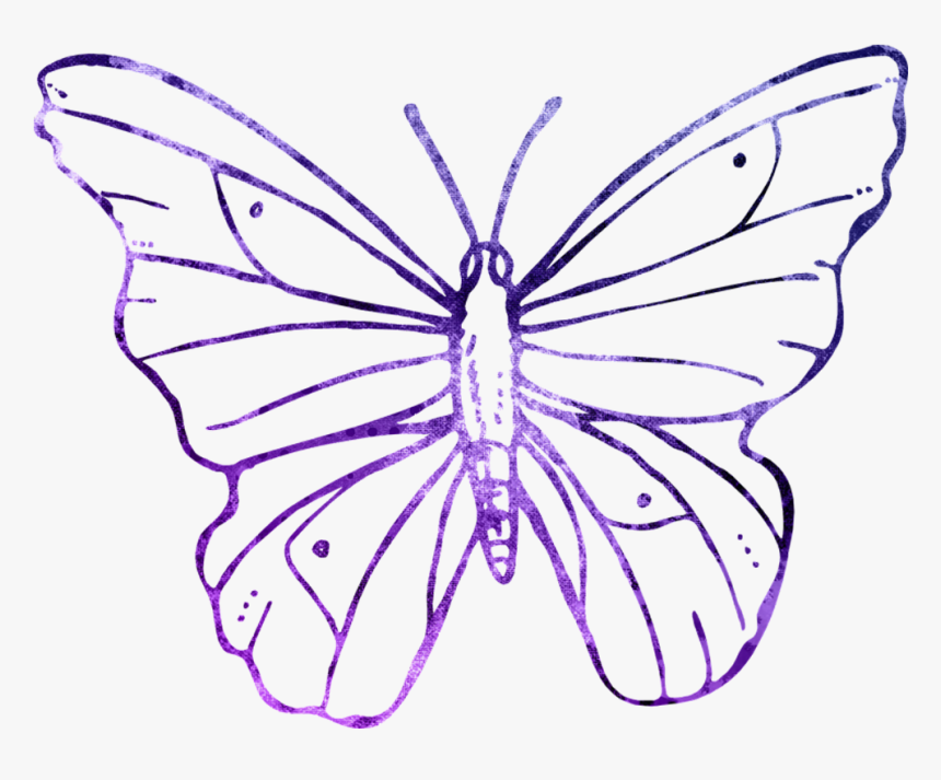 Purple Butterfly Outline - Animals That Fly Drawing, HD Png Download