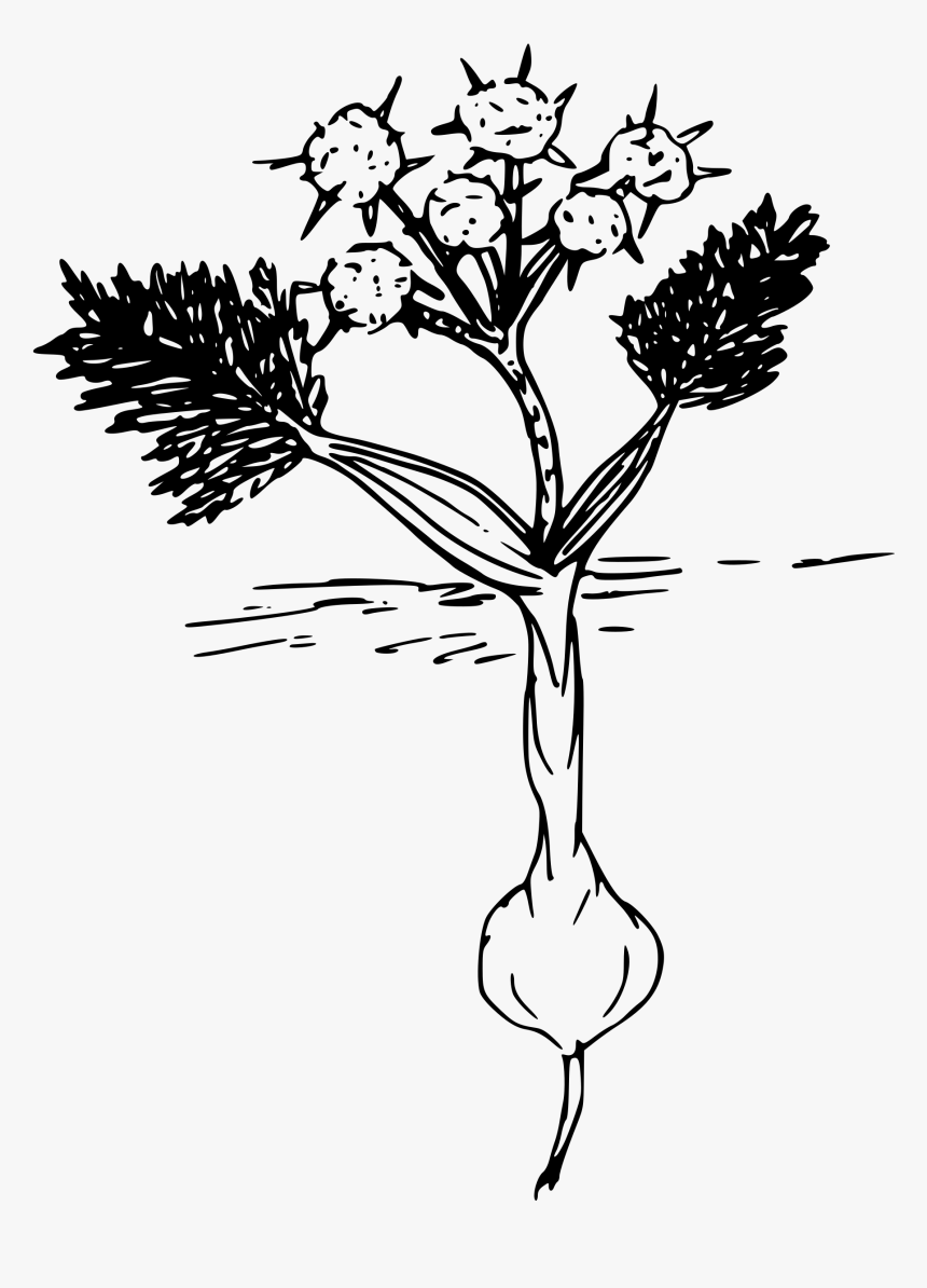 Biscuit Root Clip Arts - Easy Drawings Of Biscuitroot, HD Png Download