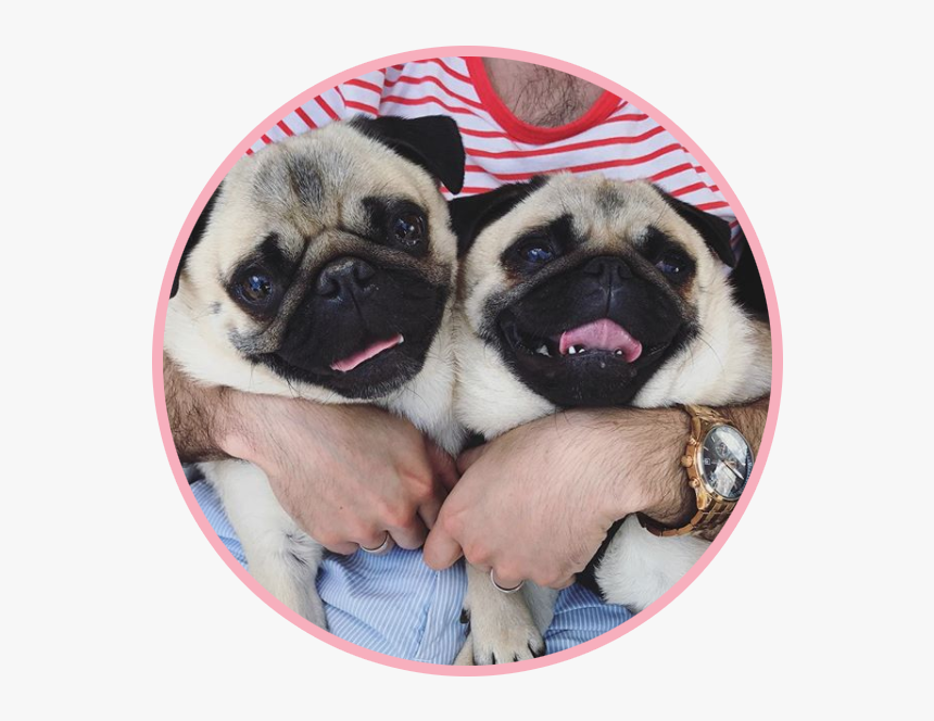 Biscuitthepikeletpug 2 - Pug, HD Png Download
