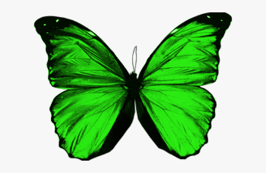 Transparent Green Butterfly Png - Green Butterfly Wings Png, Png Download