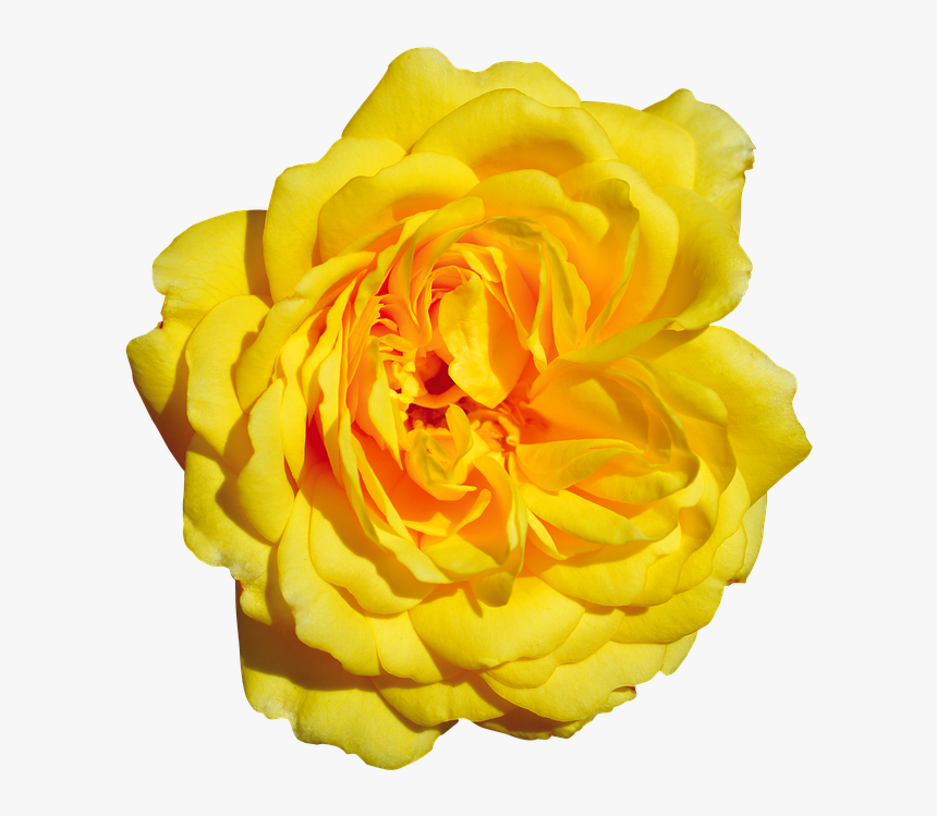 Rose, Yellow, Free, Blossom, Bloom - Garden Roses, HD Png Download