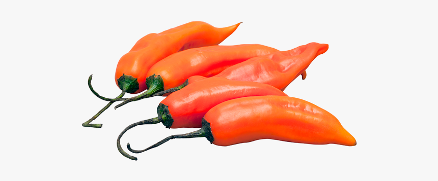 Aji Amarillo Peruvian Yellow Hot Pepper - Tabasco Pepper, HD Png Download