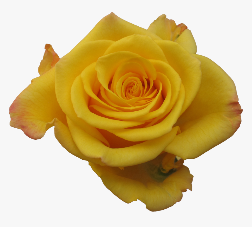 Garden Roses, HD Png Download