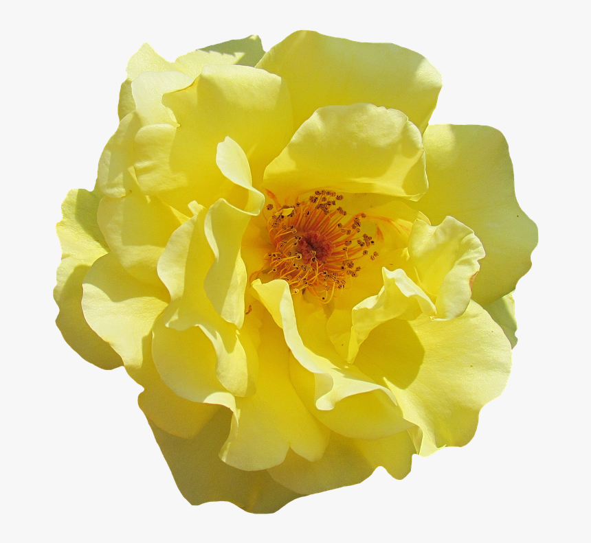 Rose, Blossom, Bloom, Yellow, Flowers, Garden Roses - Lady Million Lucky Publicidad, HD Png Download