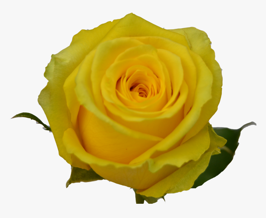 Transparent Yellow Roses Clipart - Floribunda, HD Png Download