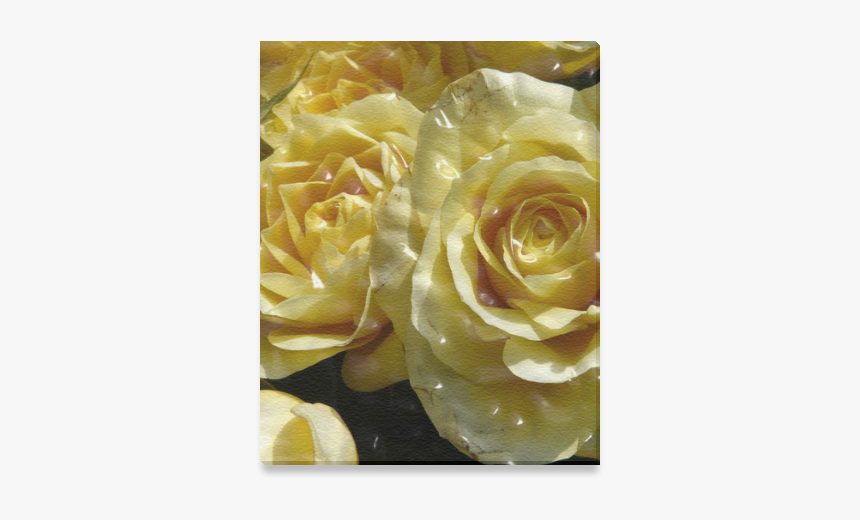 Yellow Roses Canvas Print 8 X10 - Floribunda, HD Png Download