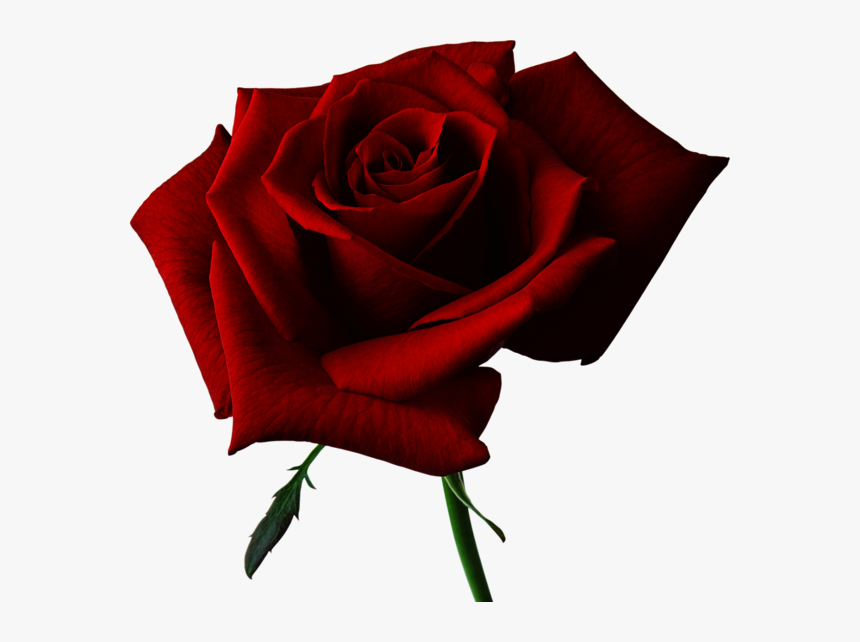 Rose Png, Transparent Png