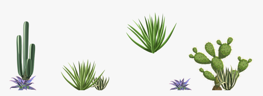Agave, HD Png Download