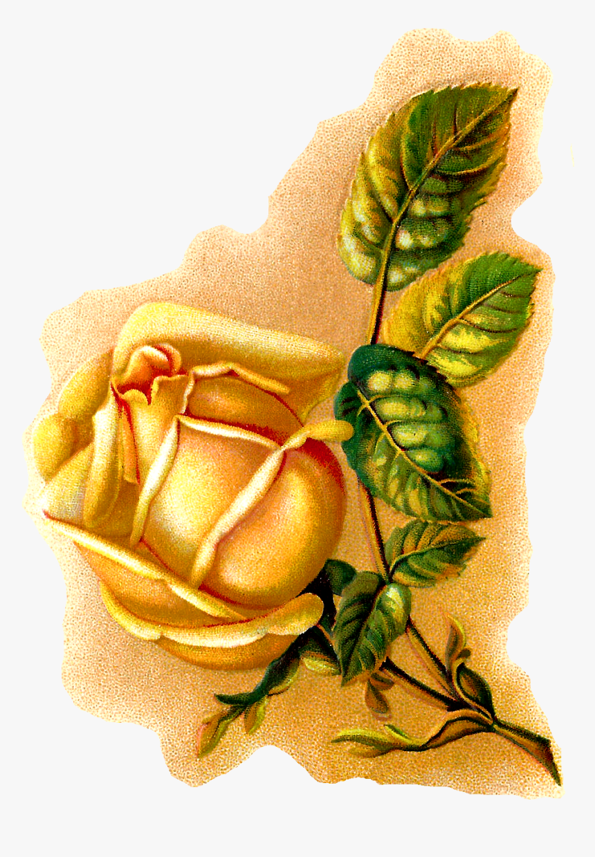 Rose Flower Illustration Botanical Vintage Art - Illustration, HD Png Download