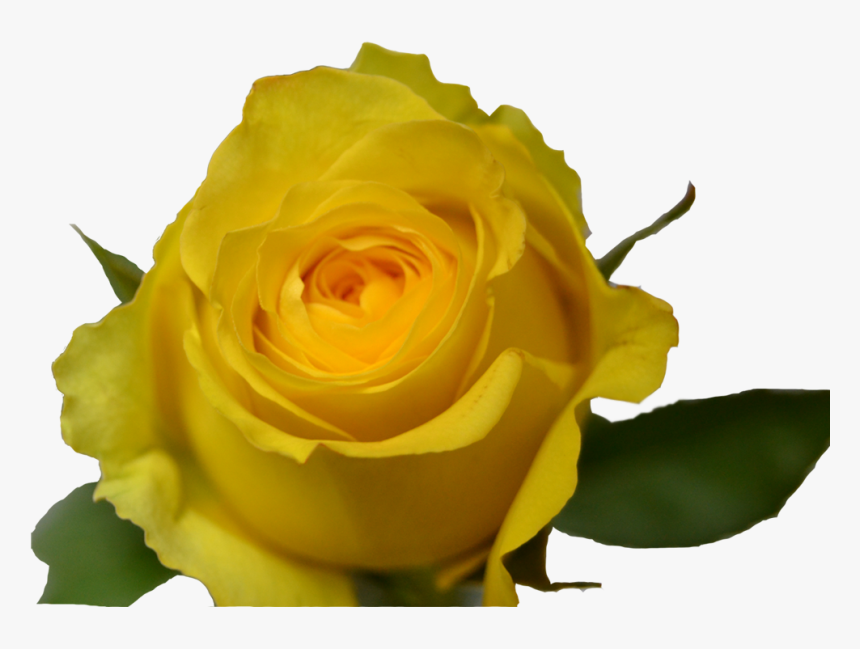 Floribunda, HD Png Download