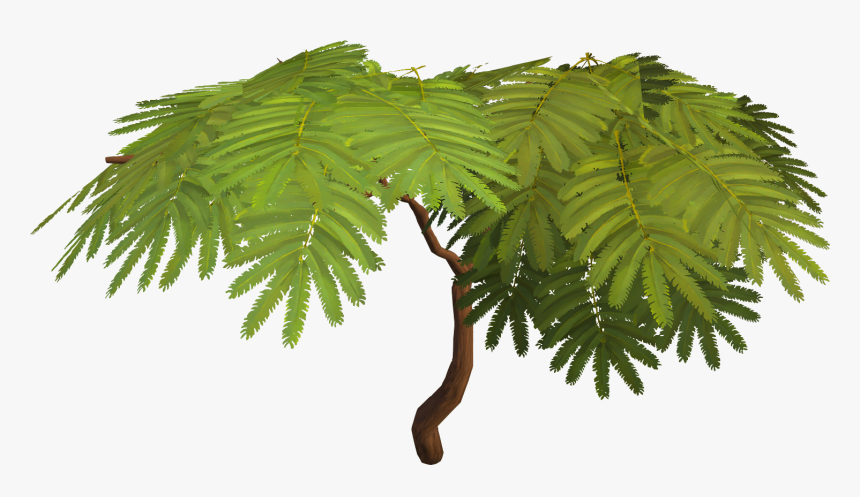 Acadian Trees, HD Png Download