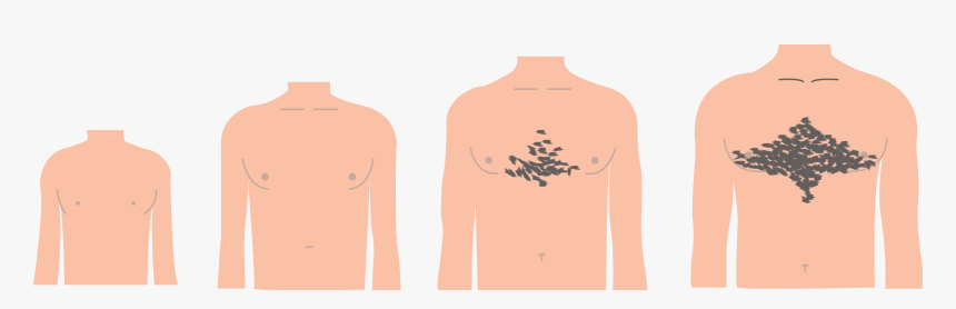Transparent Pubic Hair Clipart - Grow Hair In Chest Puberty, HD Png Download