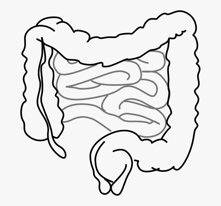 Intestines, Bowel, Guts, Intestinal, Gastrointestinal - Intestines Clipart, HD Png Download