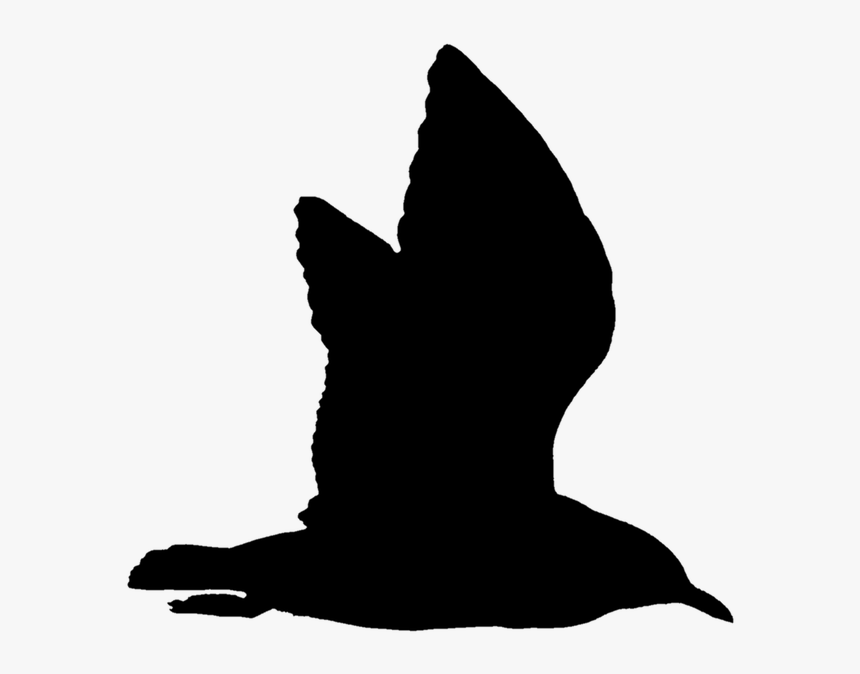 Seagull Water Bird Seevogel Free Picture - Water Bird, HD Png Download