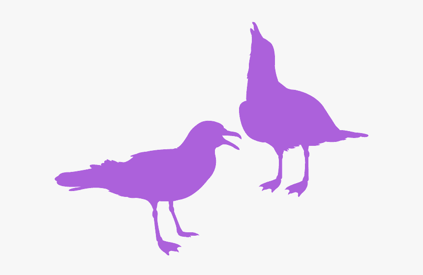 Seabird, HD Png Download